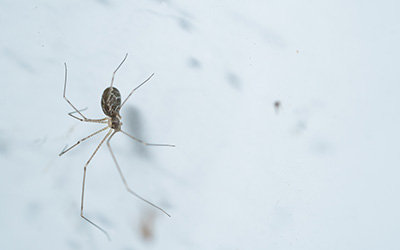 Spider crawling on wall in anaheim california