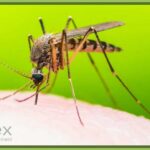 close up of a mosquito on a finger