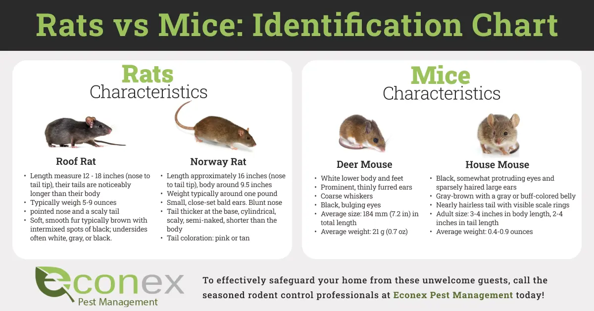 The difference between rats and mice | Identification Chart | Econex Pest