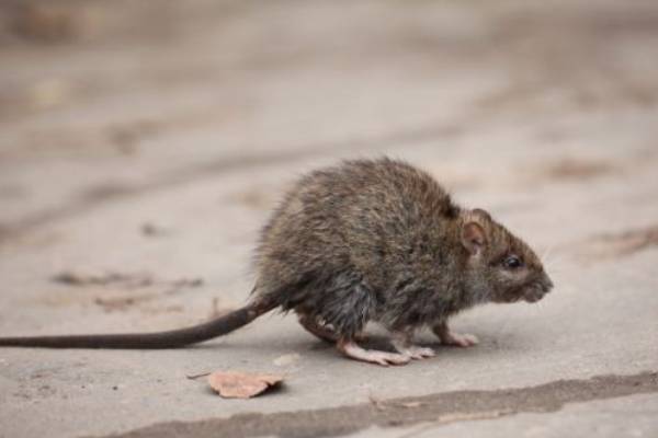 Rat on concrete floor