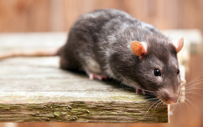 Rodent on shelf in Anaheim CA | Econex Pest Management