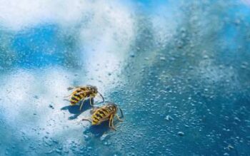 Two wasps on the window of a car in California