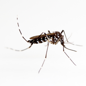 Aedes mosquito on white in Anaheim, California