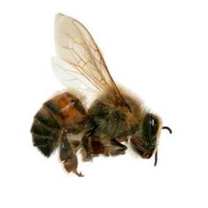 Africanized Honey Bee identification in Anaheim CA |  Econex Pest Management