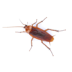 American Cockroach identification in Anaheim CA |  Econex Pest Management