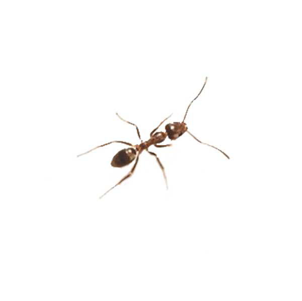 Argentine Ant identification in Anaheim CA |  Econex Pest Management