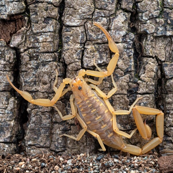 Arizona Bark Scorpion identification in Anaheim CA |  Econex Pest Management