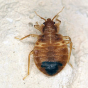 Bed Bug identification identification in Anaheim CA |  Econex Pest Management