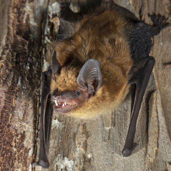 Big Brown Bat identification in Anaheim CA |  Econex Pest Management