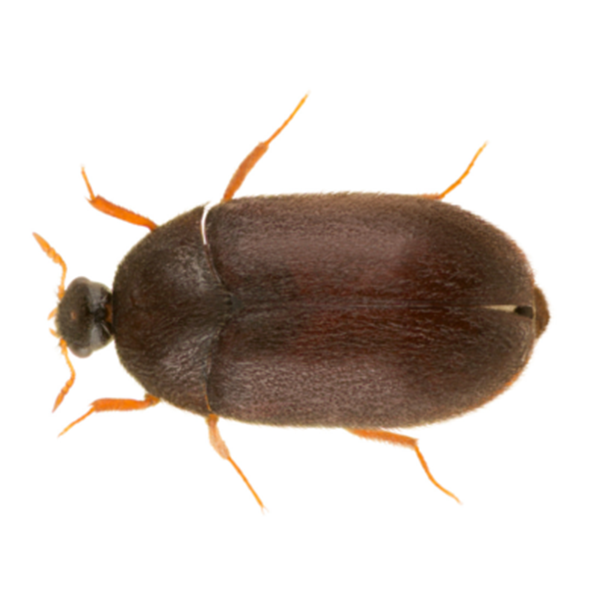 Black Carpet Beetle identification in Anaheim CA |  Econex Pest Management