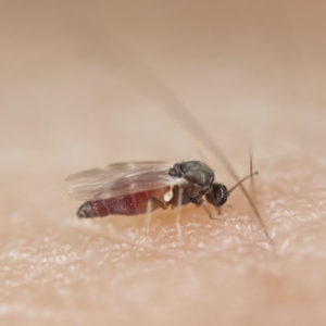 Black Fly identification in Anaheim CA |  Econex Pest Management
