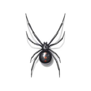 Black Widow identification in Anaheim CA |  Econex Pest Management