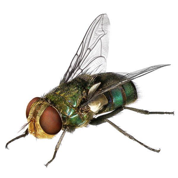 Blow Fly identification in Anaheim CA |  Econex Pest Management