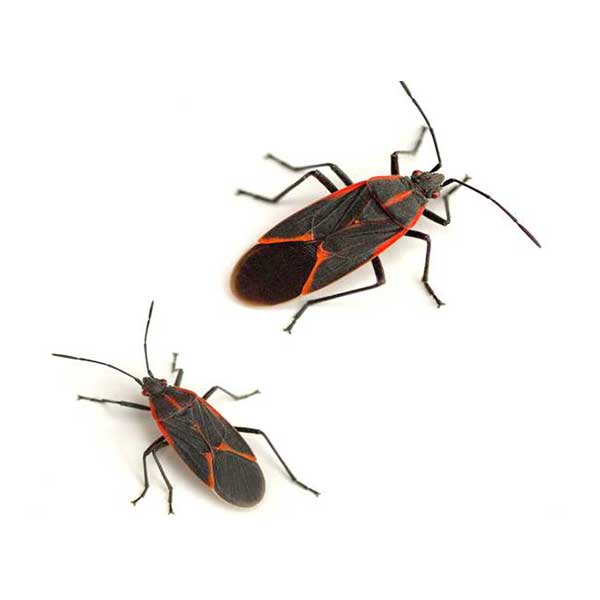 Boxelder Bugs identification in Anaheim CA |  Econex Pest Management