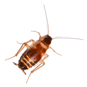 Brown-Banded Cockroach identification in Anaheim CA |  Econex Pest Management