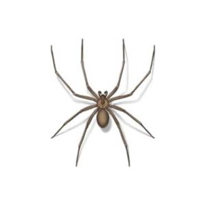 Brown Recluse Spider identification in Anaheim CA |  Econex Pest Management