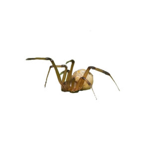 Brown Widow Spider identification in Anaheim CA |  Econex Pest Management