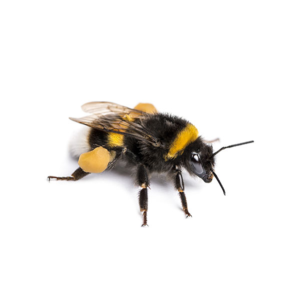 Bumblebee identification in Anaheim CA |  Econex Pest Management