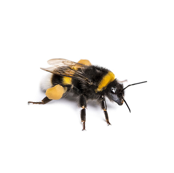 Bumblebee identification in Anaheim CA |  Econex Pest Management