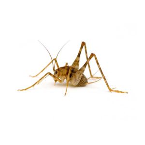 Camel Cricket identification in Anaheim CA |  Econex Pest Management