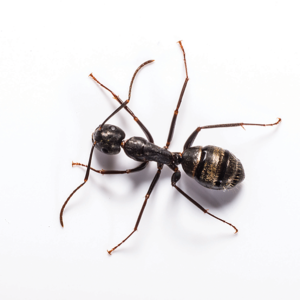 Carpenter Ant identification in Anaheim CA |  Econex Pest Management