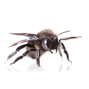 Carpenter Bee identification in Anaheim CA |  Econex Pest Management