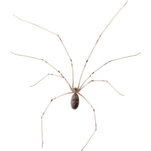 Cellar Spider identification in Anaheim CA |  Econex Pest Management