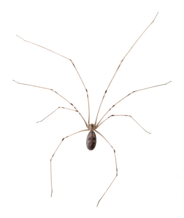 Cellar Spider identification in Anaheim CA |  Econex Pest Management