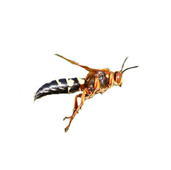 Cicada Killer Wasp identification in Anaheim CA |  Econex Pest Management