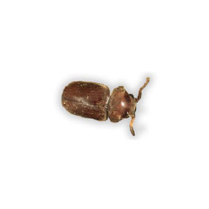 Cigarette Beetle identification in Anaheim CA |  Econex Pest Management