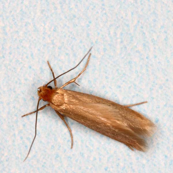 Clothes Moth identification in Anaheim CA |  Econex Pest Management