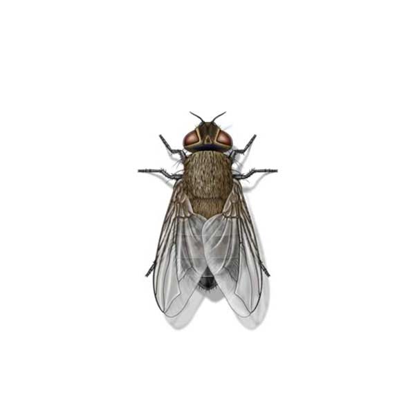 Cluster Fly identification in Anaheim CA |  Econex Pest Management