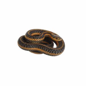 Common Garter Snake identification in Anaheim CA |  Econex Pest Management