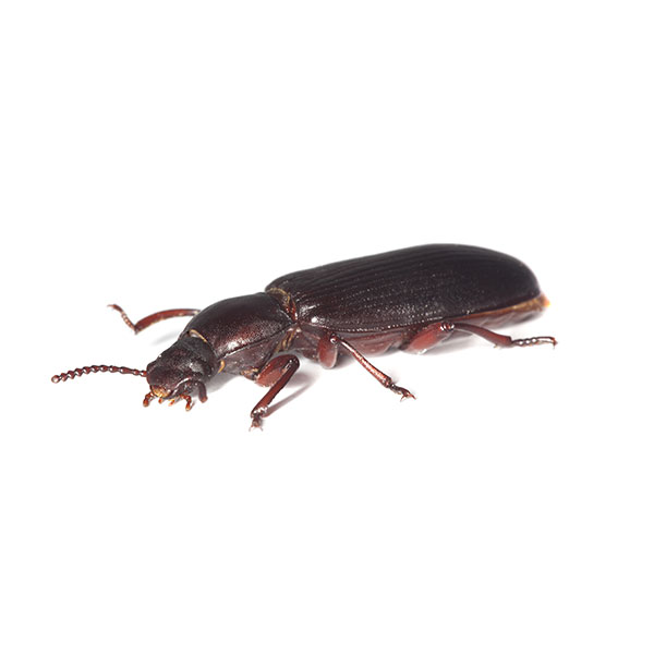 Confused Flour Beetle identification in Anaheim CA |  Econex Pest Management