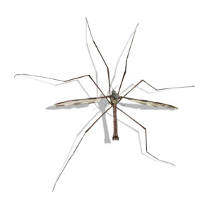 Crane Fly identification in Anaheim CA |  Econex Pest Management