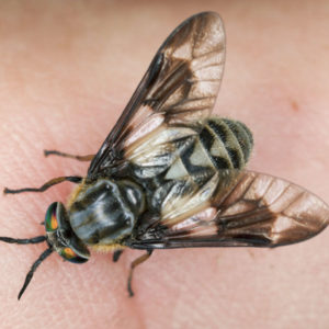 Deer Fly identification in Anaheim CA |  Econex Pest Management