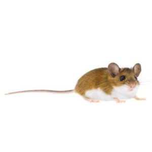 Deer Mouse identification in Anaheim CA |  Econex Pest Management