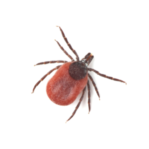 Deer Tick identification in Anaheim CA |  Econex Pest Management