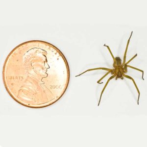 Desert Brown Spider identification in Anaheim CA |  Econex Pest Management