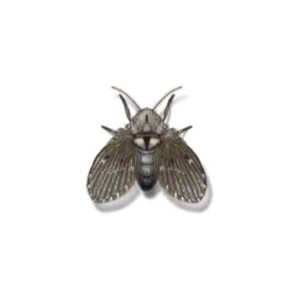 Drain Fly identification in Anaheim CA |  Econex Pest Management