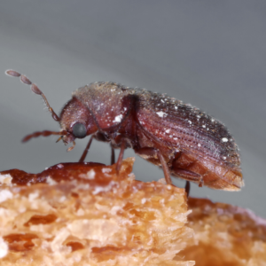 Drugstore Beetle identification in Anaheim CA |  Econex Pest Management