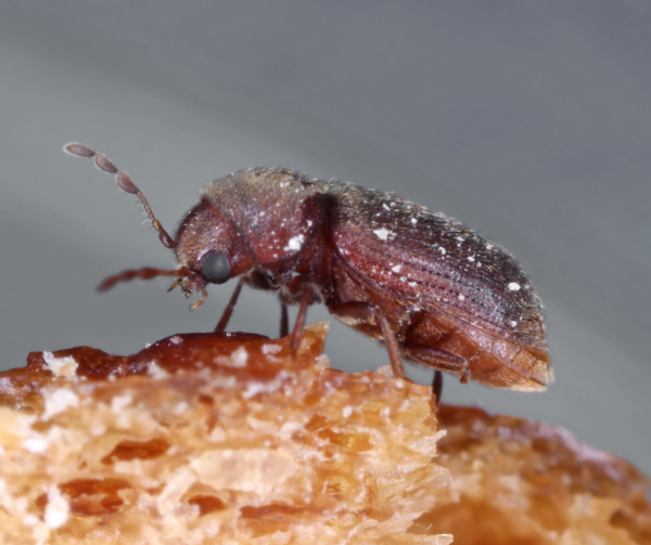 Drugstore Beetle identification in Anaheim CA |  Econex Pest Management