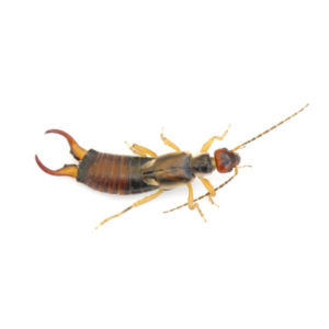 Earwig identification in Anaheim CA |  Econex Pest Management