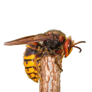 European Hornet identification in Anaheim CA |  Econex Pest Management