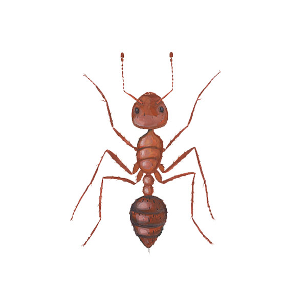 Fire Ant identification in Anaheim CA |  Econex Pest Management