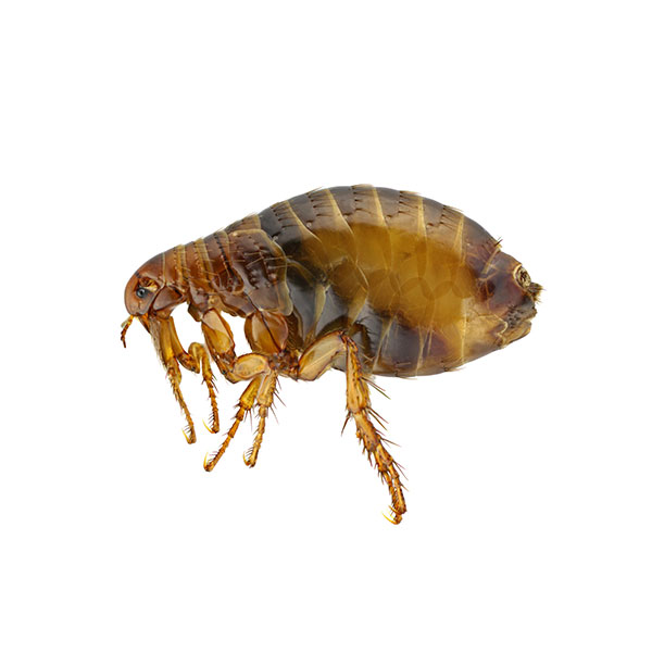 Flea identification in Anaheim CA |  Econex Pest Management