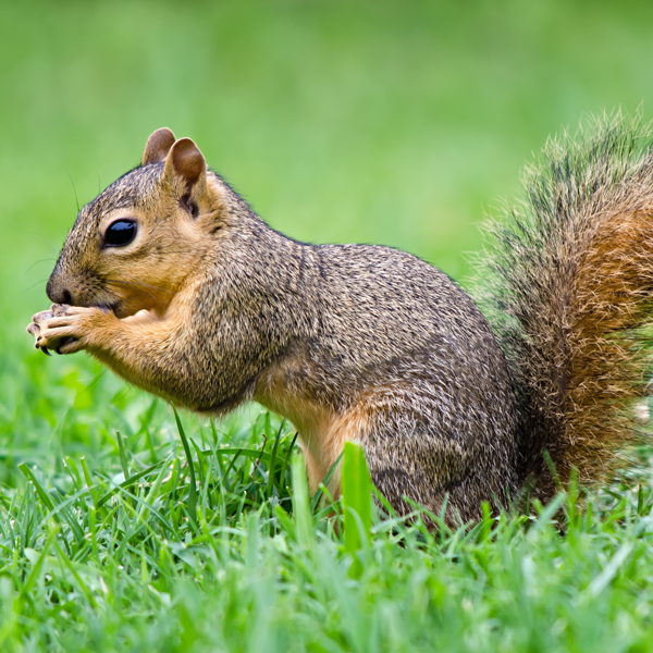 Fox squirrel identification in Anaheim CA |  Econex Pest Management