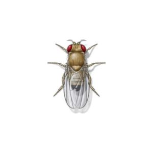 Fruit Fly identification in Anaheim CA |  Econex Pest Management