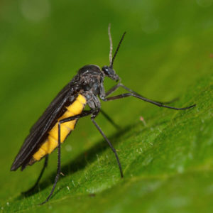 Fungus Fly identification in Anaheim CA |  Econex Pest Management