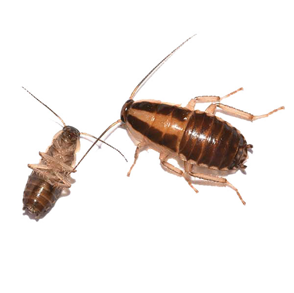 German Cockroach identification in Anaheim CA |  Econex Pest Management